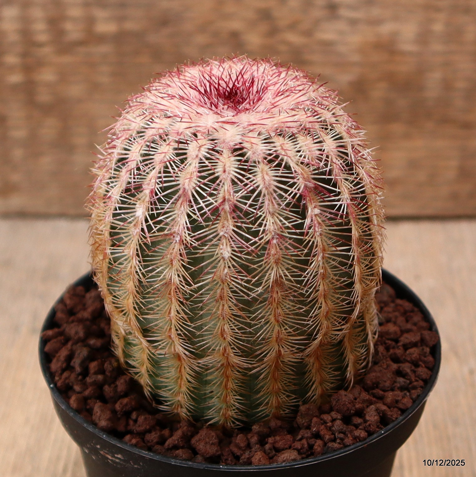 D7768 ECHINOCEREUS RIGIDISSIMUS pot10-H9-W7 cm MaMa Cactus