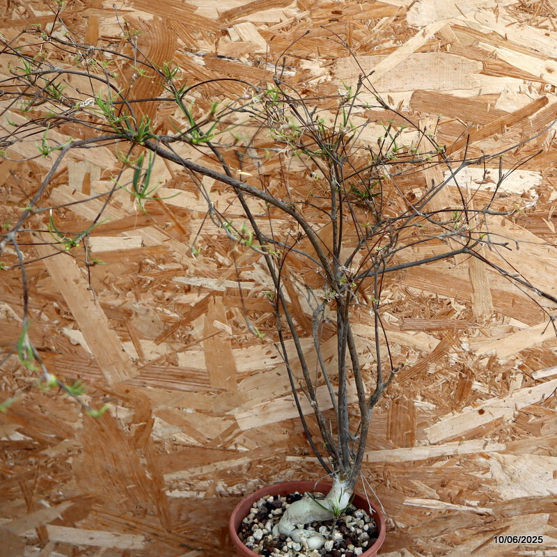 D4556 EUPHORBIA HEDYOTOIDES pot14-H60-W15 cm MaMa Cactus
