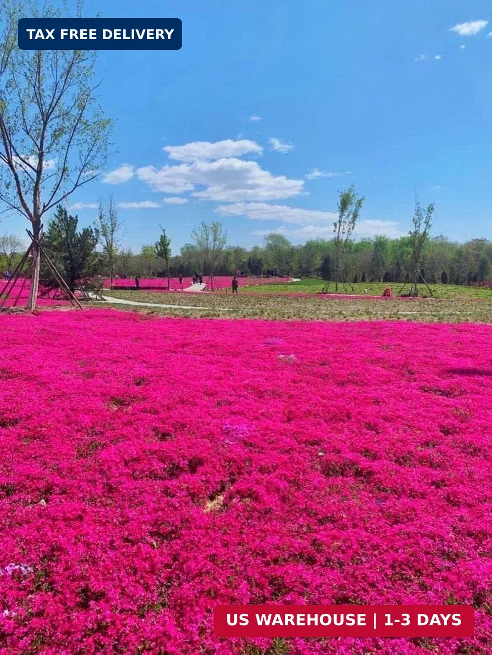 Thyme Seeds 2000 Mix Red Creeping Seeds Wooly Thymus Perennial Flower
