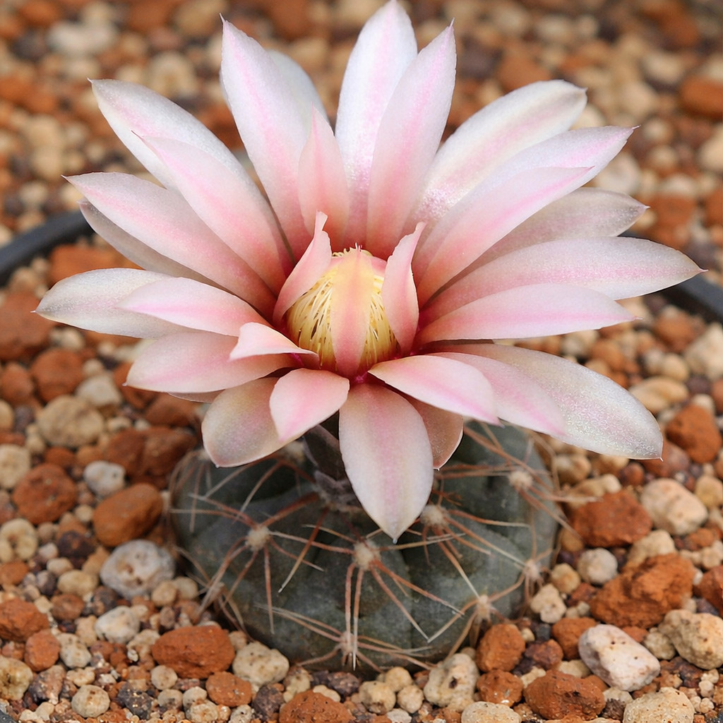 Gymnocalycium poeschlii P192 SEEDS – Rare Cactus SEEDS