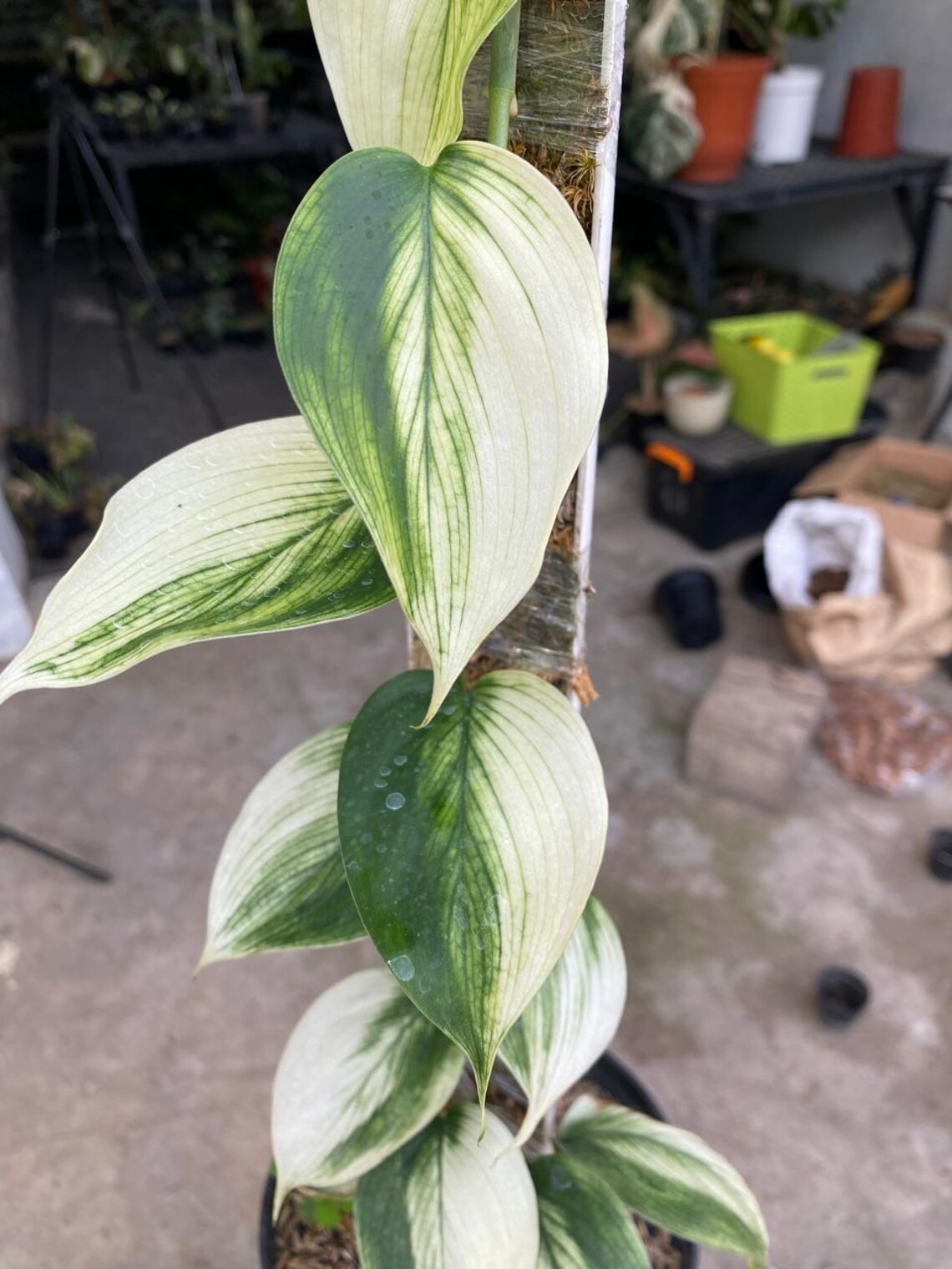 Scindapsus White Monster Real Picture Rare Plant