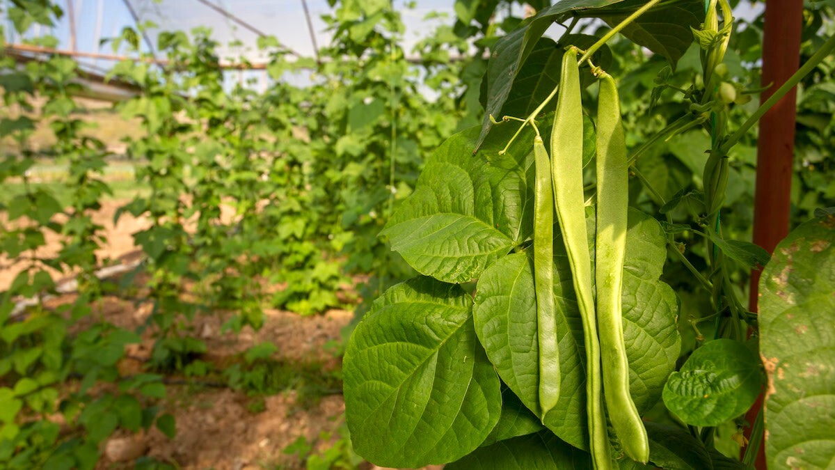 2.. 500 Total Feet Wire Green 26 Gauge Garden Tomato Green Bean Support Plants