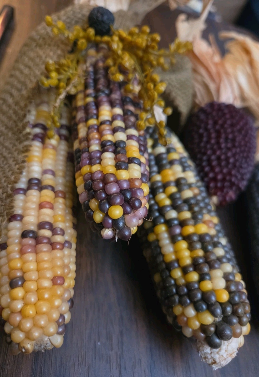 Mini Indian Corn, Approx 7-10″ Long, Thanksgiving Fall Decor
