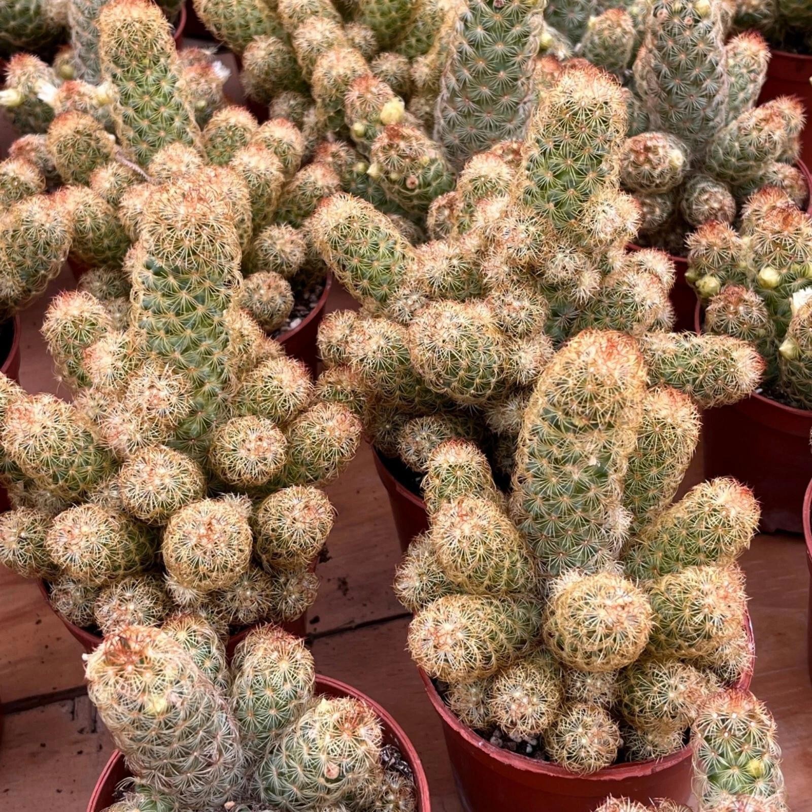 Mammillaria Elongata Lady Finger Live Cactus Copper King, Plants Rare Plants US