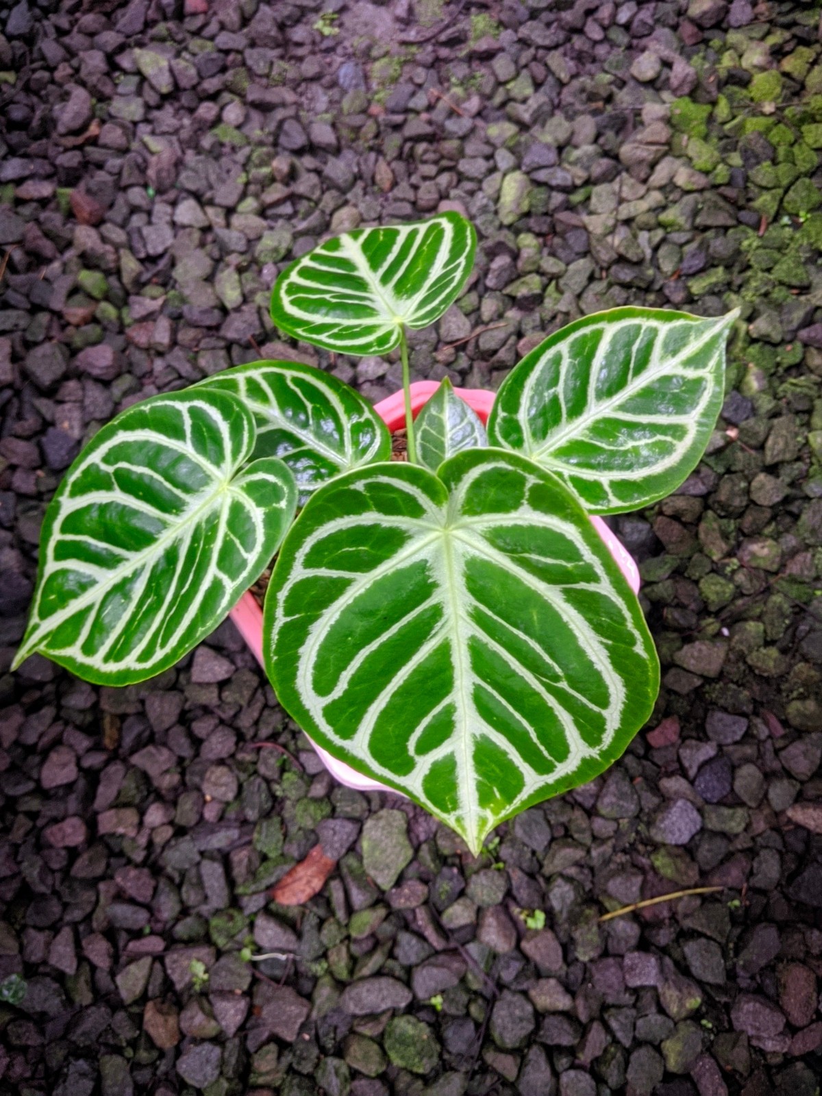 Anthurium Silver Chrome Darkfoam Large Size Real Picture Very Beauty