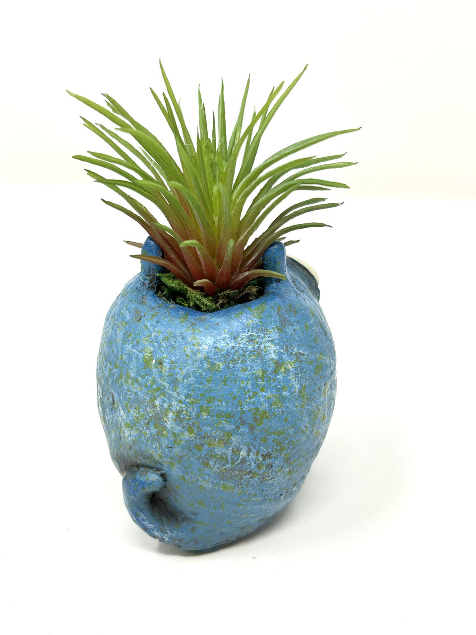 4 in. Potted Blue Monster MURPHY Blob House Mini pot WITH faux Ionantha Air plan