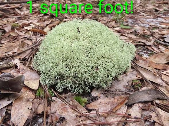 1 Square Foot Of Natural Reindeer Moss Spring Green For Decor. Model Terrarium