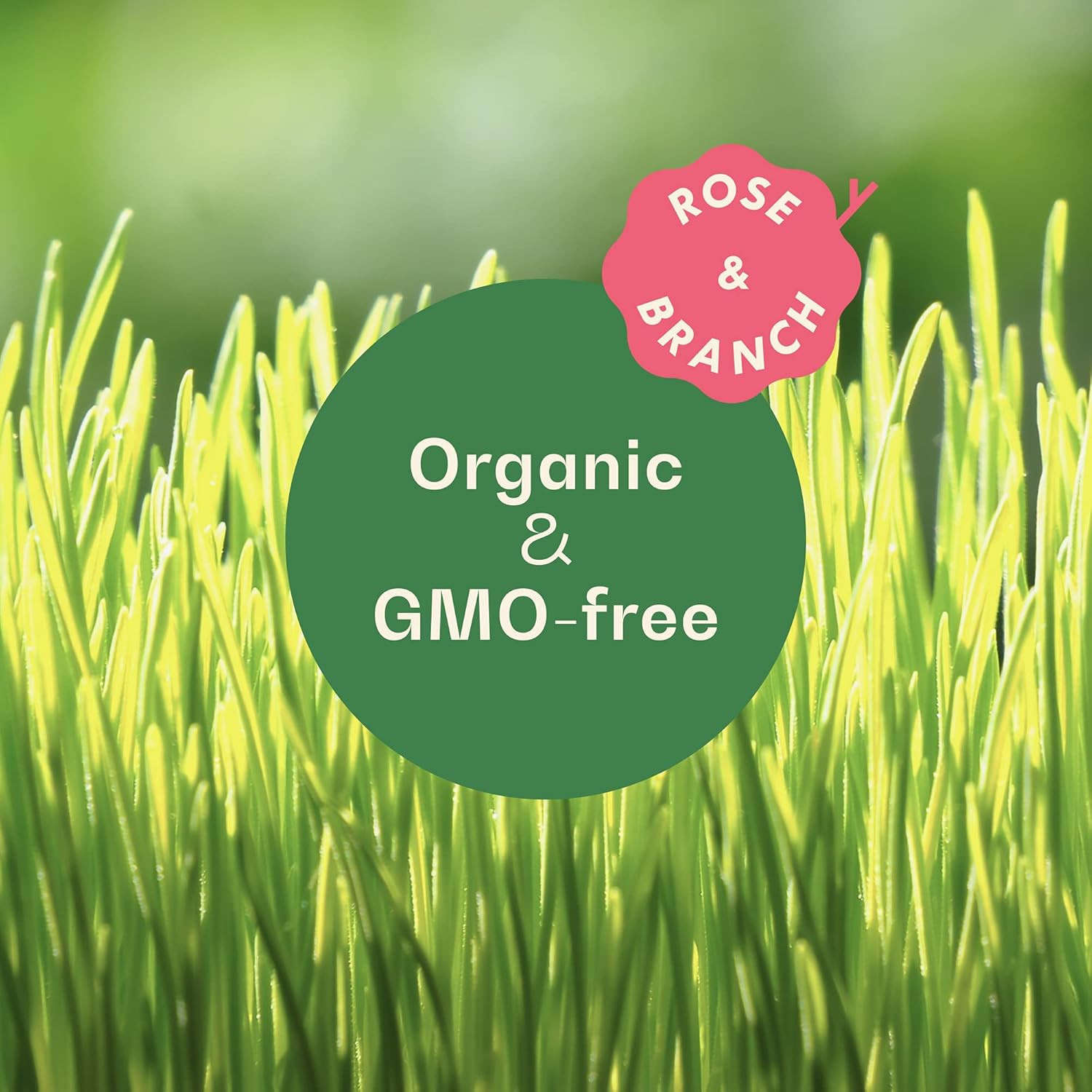 Rose & Branch Organic Wheat Grass Seeds for Indoor Cats – Cat Grass Seeds – 16 O
