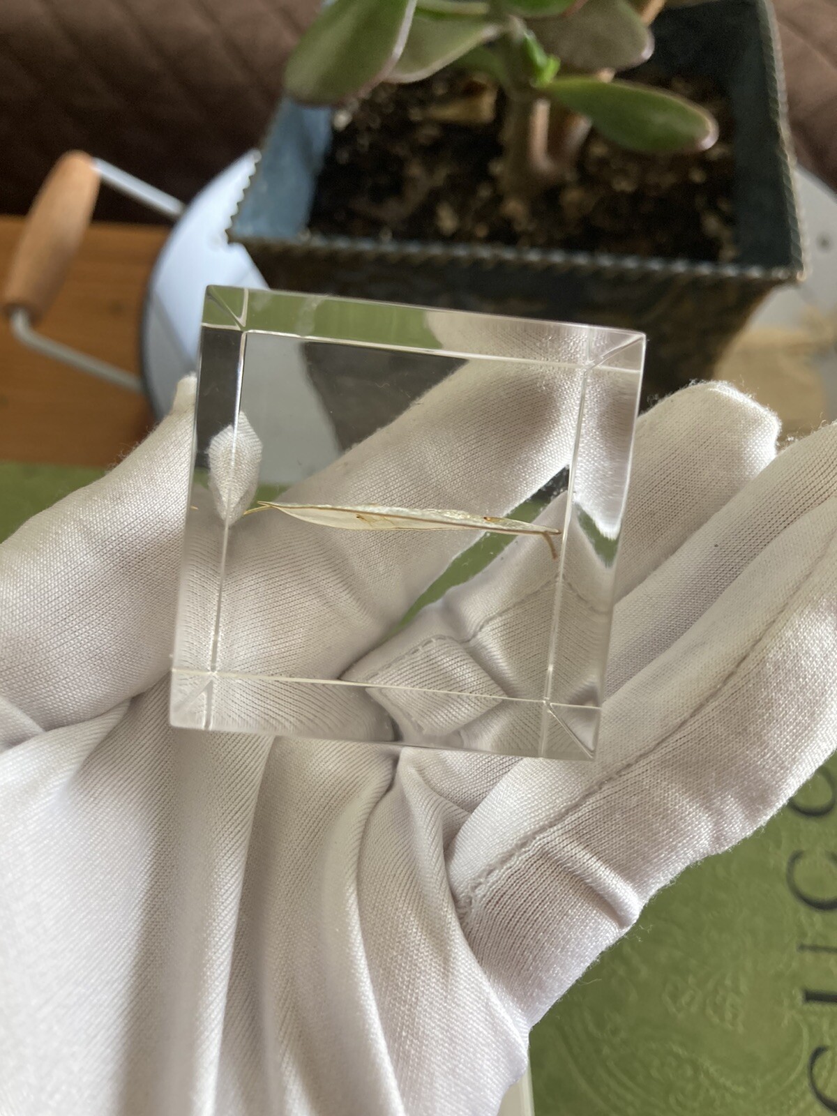 sola cube LUNARIA ANNUA 5cm square Dandelion acrylic resin dried flower japan
