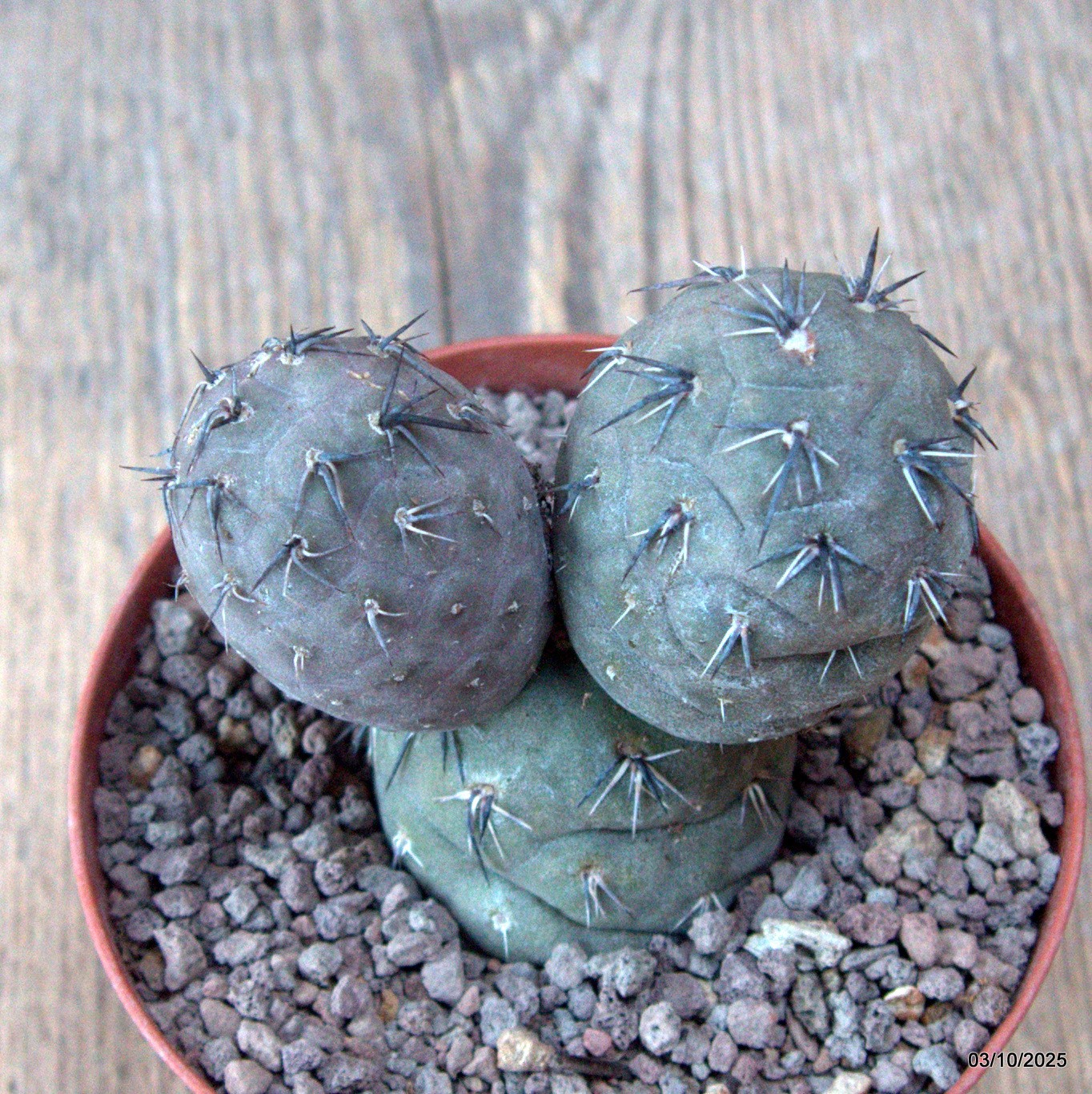 D6854 TEPHROCACTUS GEOMETRICUS RED pot10-H9-W8 cm MaMa Cactus