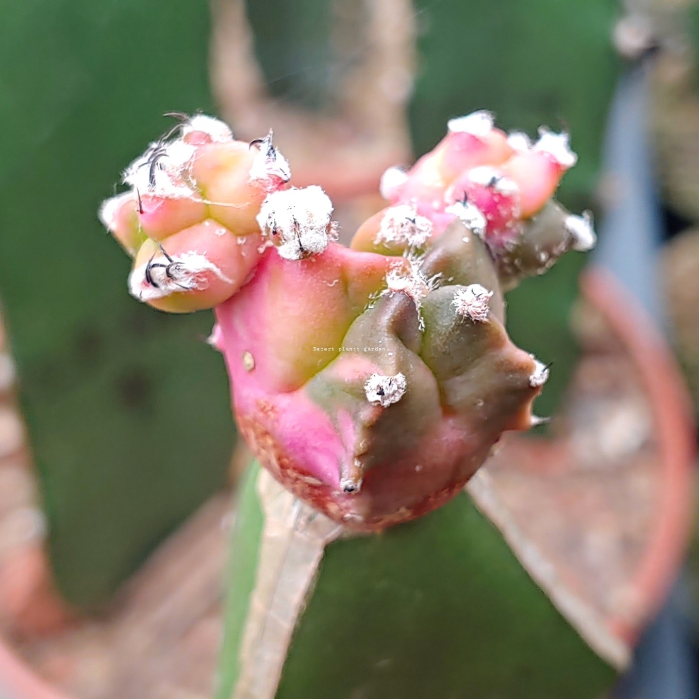 Astrophytum myriostigma Varieagated 25Seeds
