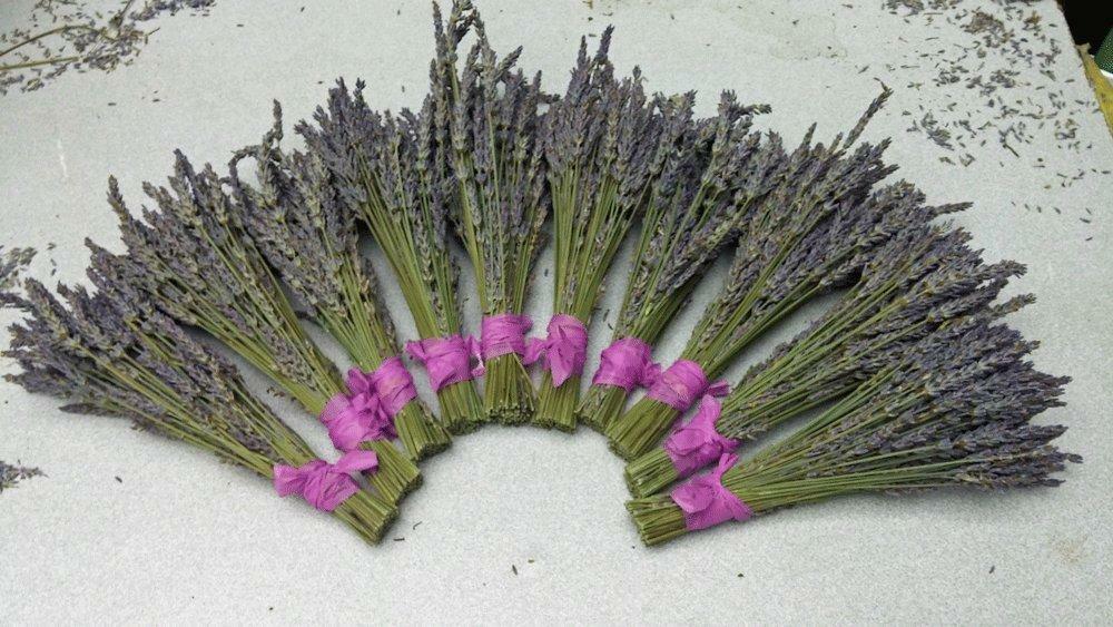 Lavender Small Dried Bundles 8″ to 10″ – Pack of 10