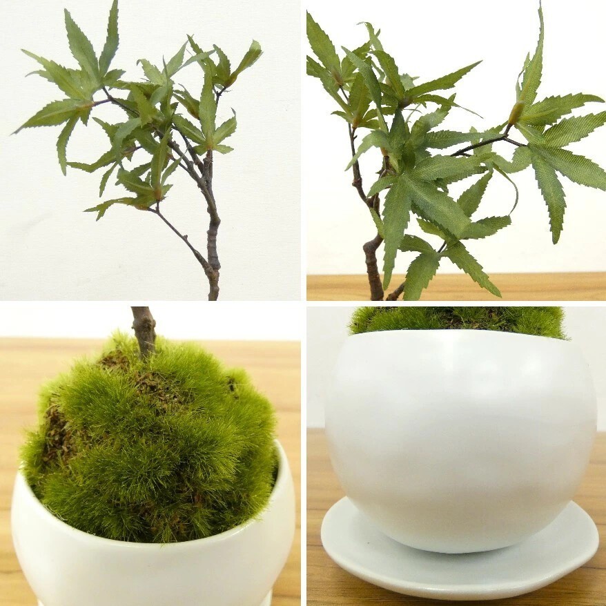 Cup Bonsai Set Momiji & Fern Faux Plant 2pcs Made in Japan Mini Zen Decor