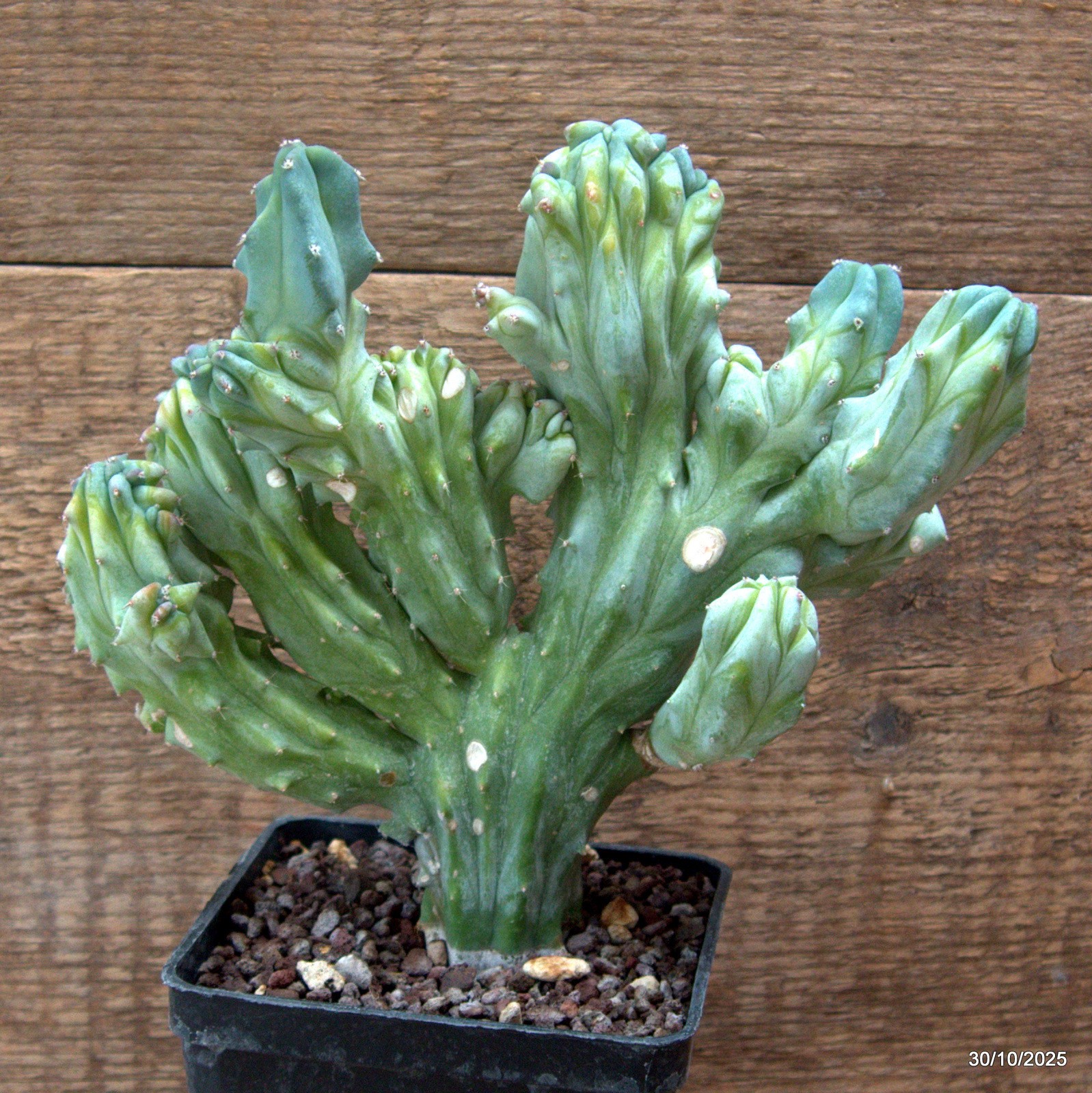 D7235 MYRTILLOCACTUS GEOMETRIZANS CRESTED pot10-H20-W19 cm MaMa Cactus