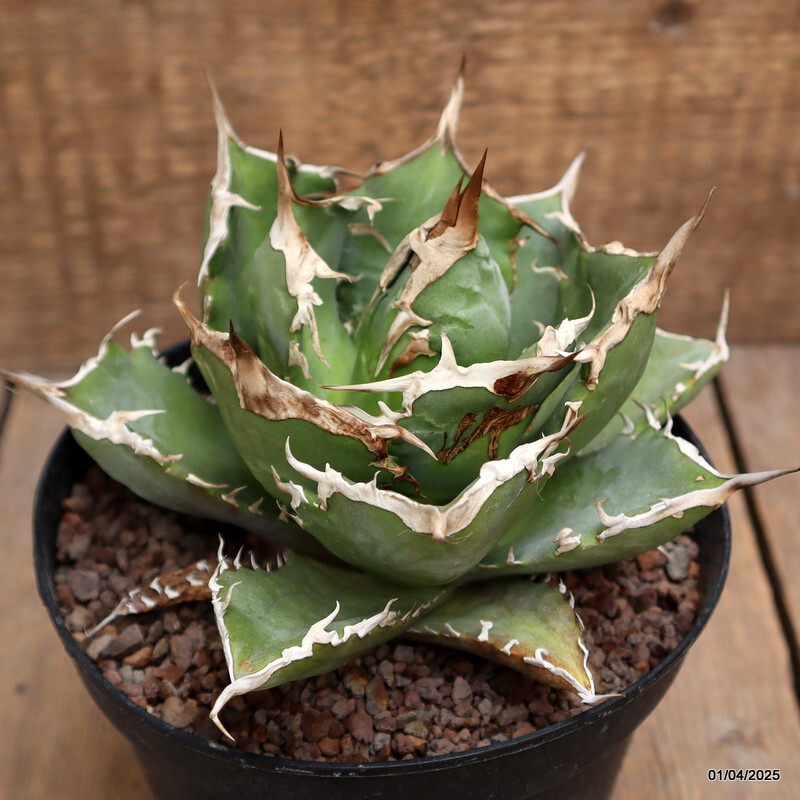 A8409 AGAVE TITANOTA pot14-H11-W16 cm MaMa Cactus