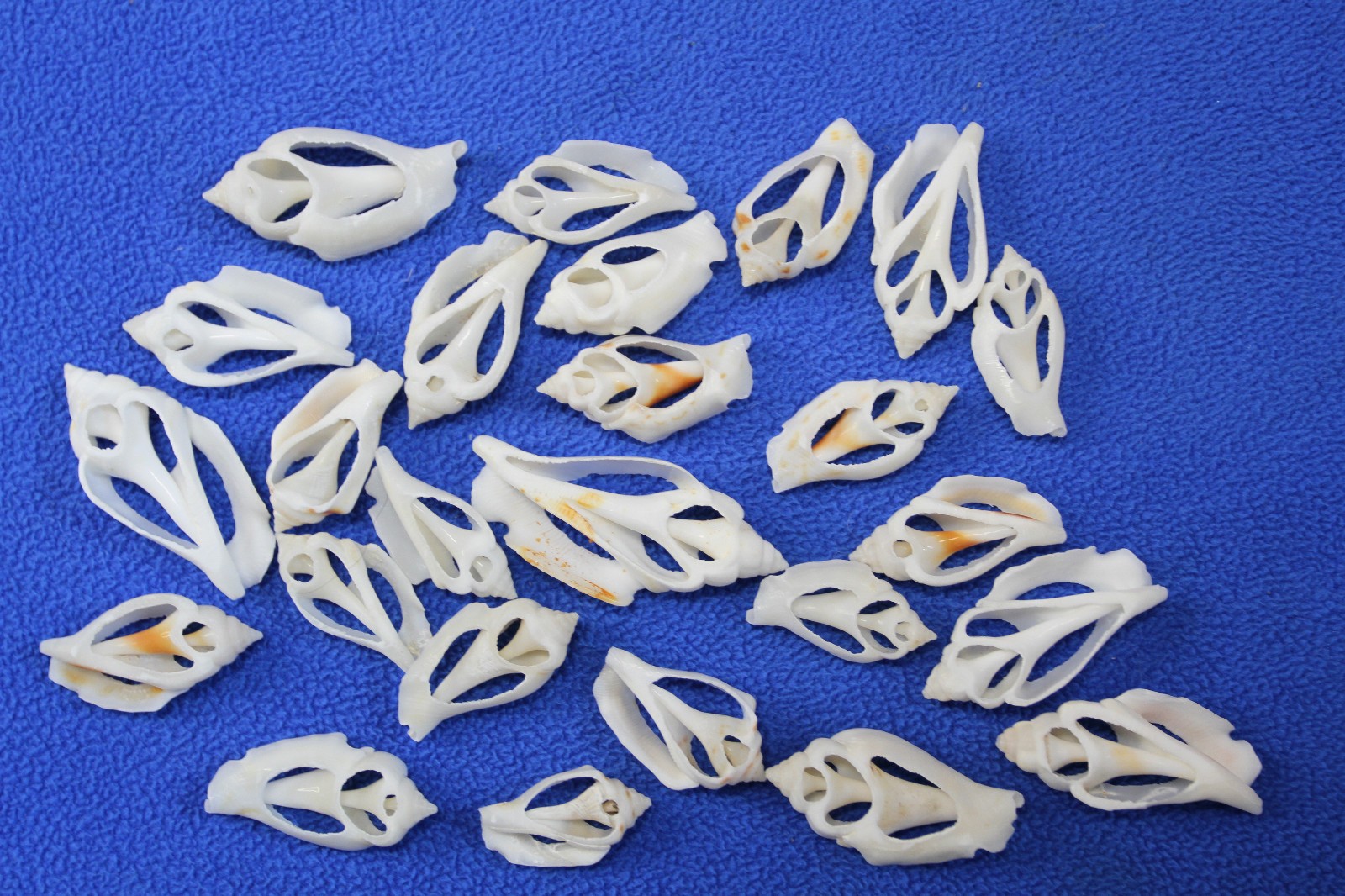 20-URCEUS,White Center Cut Seashells,Beach Wedding Decor,Floral Supply,CS-107