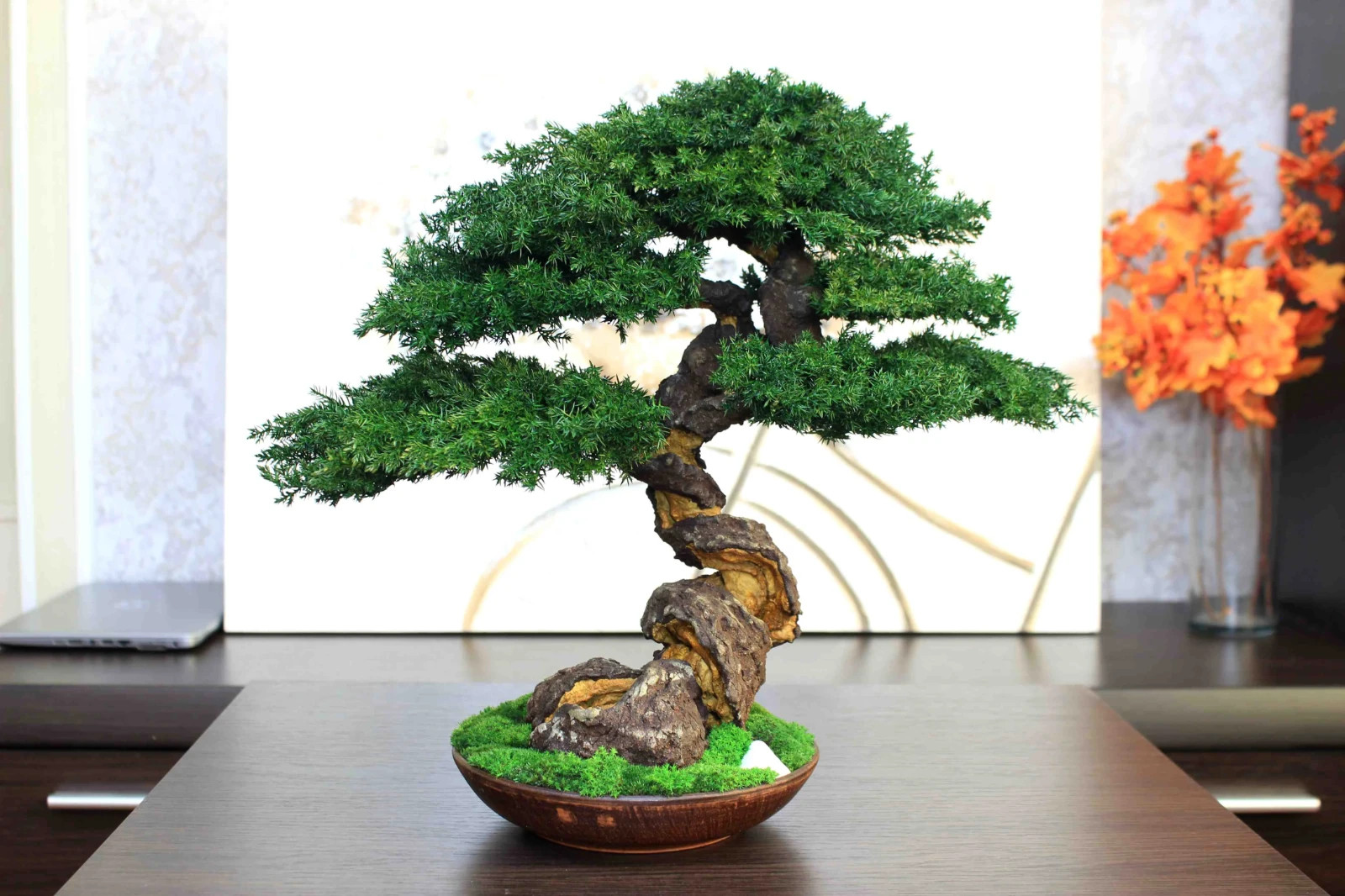 Exclusive Preserved Juniper Bonsai – Interior Art Sculpture. 40 cm / 15.75″