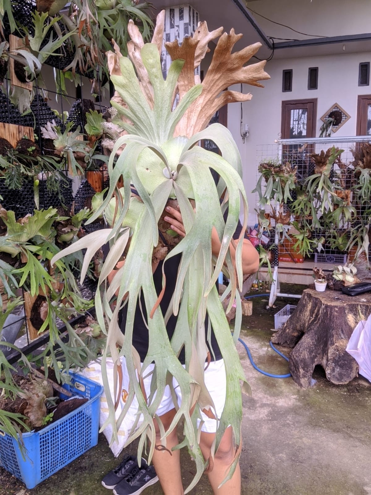 Platycerium Willinky Roll Big Size Very Beauty Real Picture