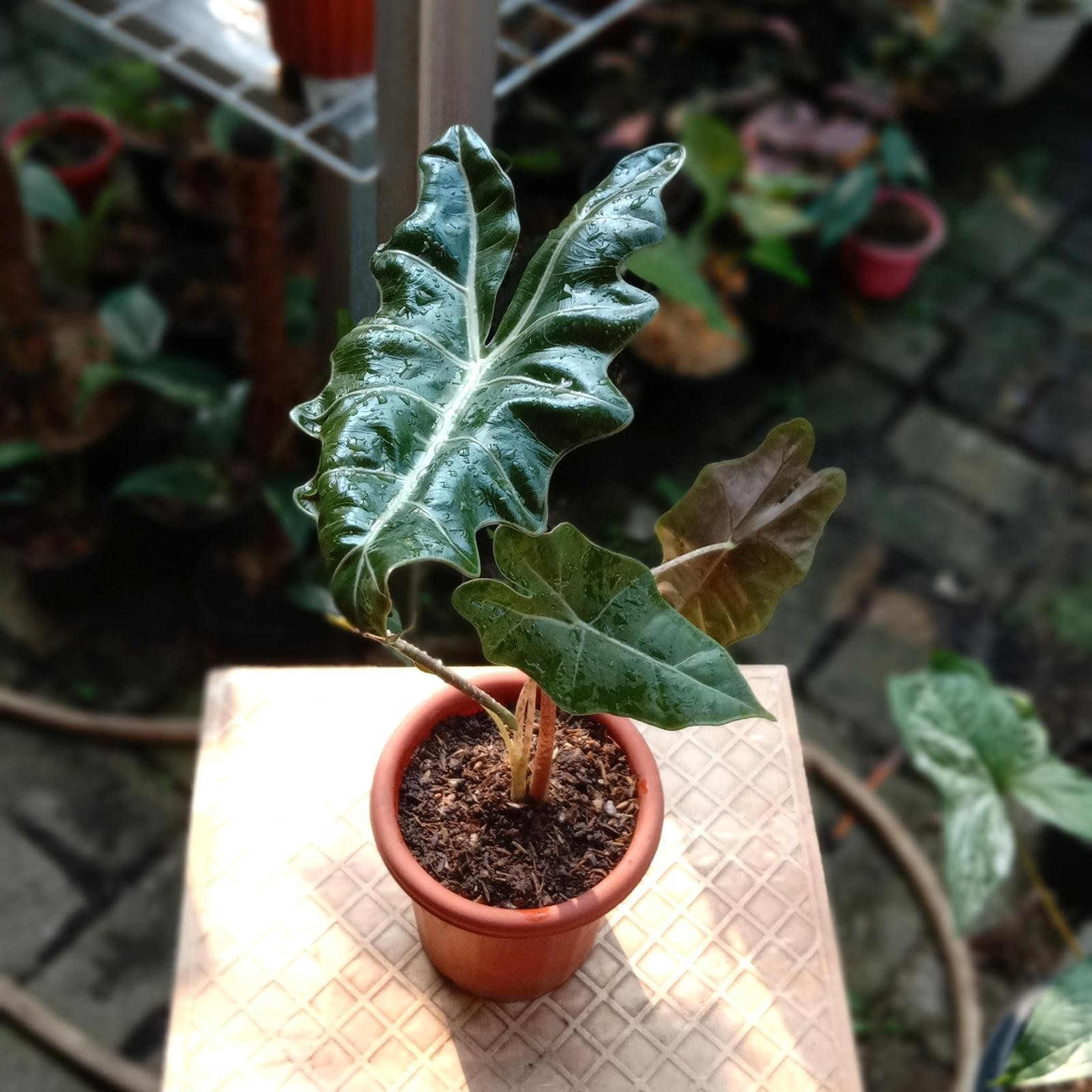 Alocasia Pseudo Sanderiana Dramatic Lobed Leaf Rare Aroid Live Plant Grow in Pot