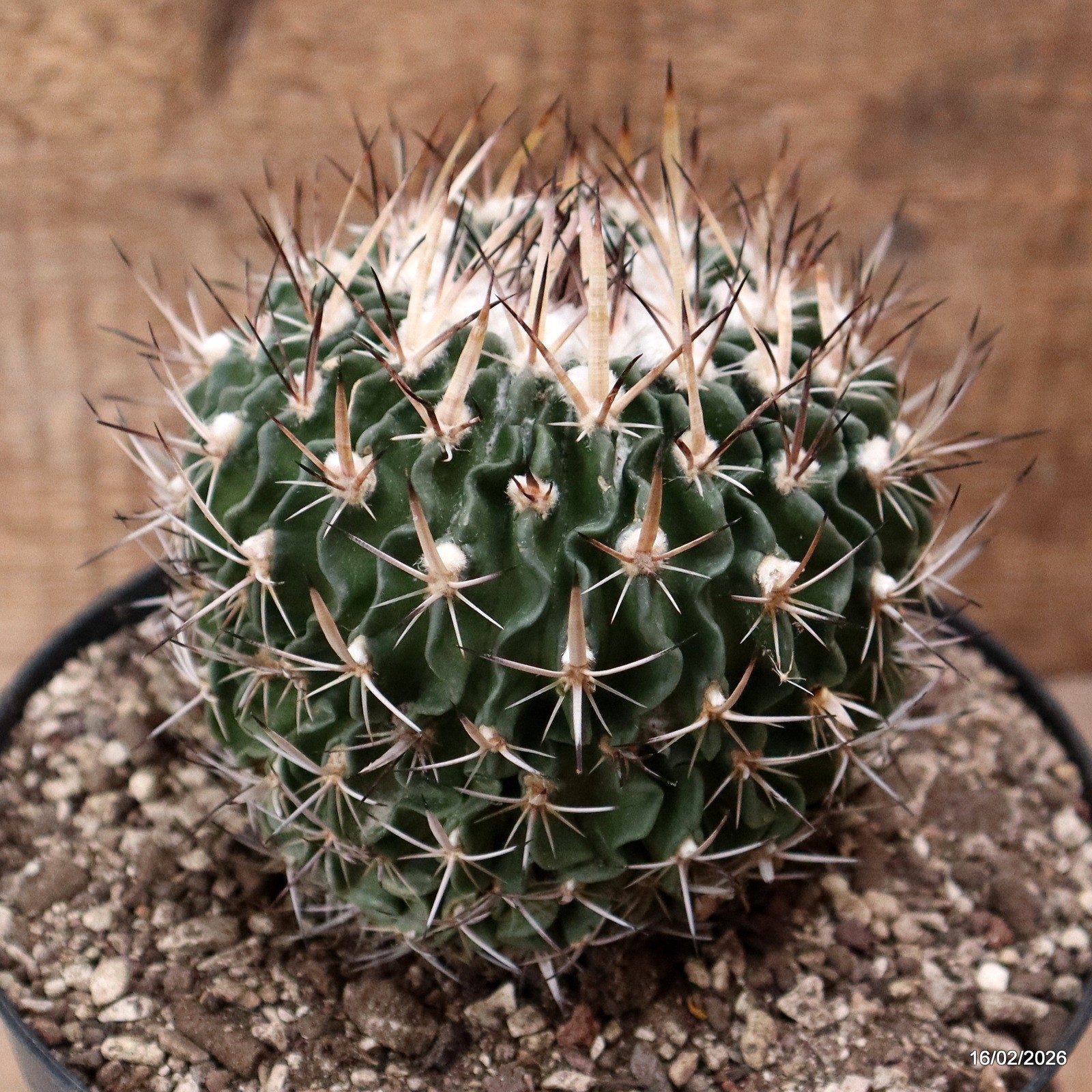 D7780 ECHINOFOSSULOCACTUS CRISPATUS pot18-H11-W10,5 cm MaMa Cactus