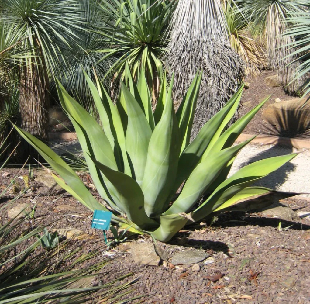 Agave weberi x americana 25-30cm –