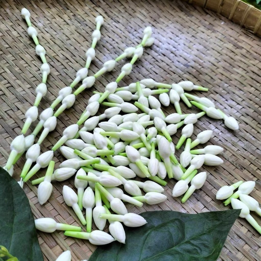 500 Jasmine Flowers Blossom Thai Artificial D.I.Y Handcrafts Malai Decorative