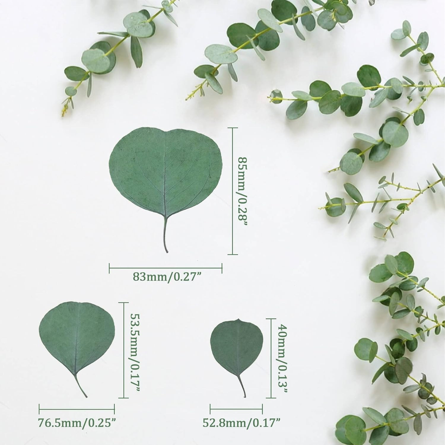 300PCS+ Real Eucalyptus Leaves for Shower – Dried Eucalyptus Leaves for Shower