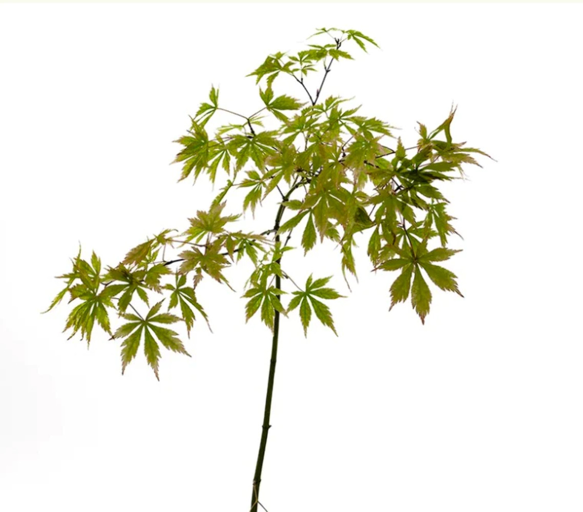 Acer palmatum polymorphum cv ‘VIRIDIS’ (TALL GRAFT) – Green Japanese Maple