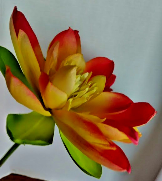 Artificial White Natural Feel large lotus blossom stem