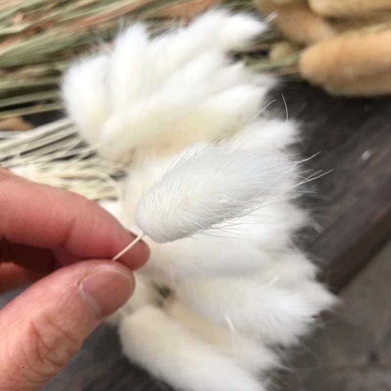 35-40CM 50PCS Dry Bunny Tail Grass Dried Natural Flower Rabbittail DIY Decor NEW