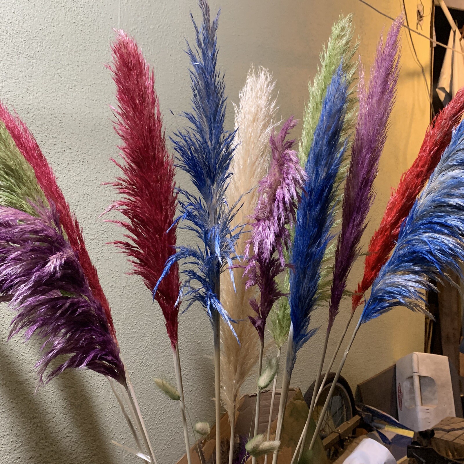 PAMPAS- Box of 10 X (36”) pampas grass stems Red/Blue/Green/Gold/Purple/Yellow