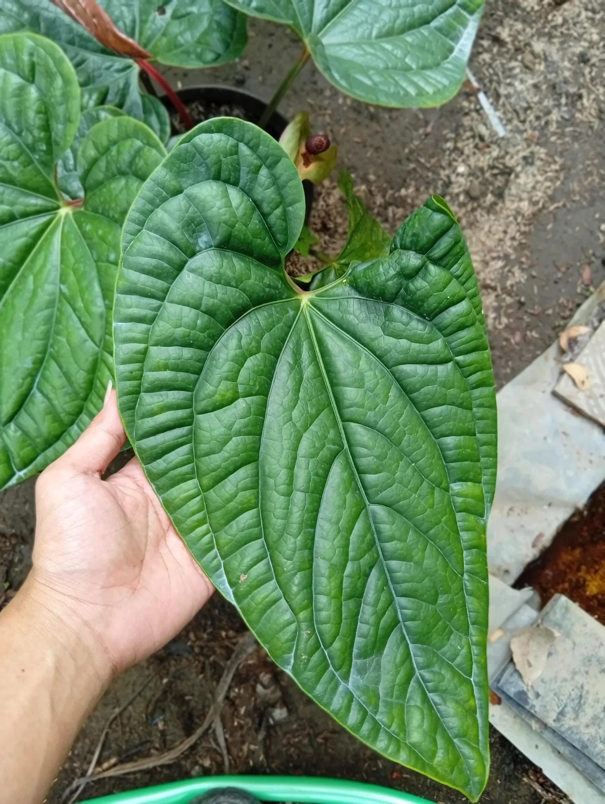Real Picture Anthurium Radicans Medium Size