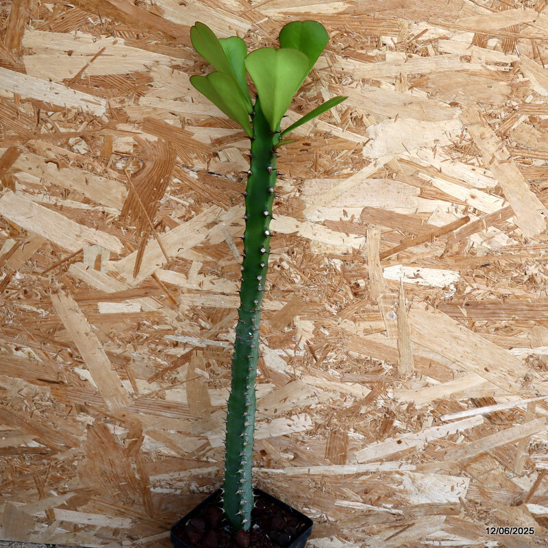 D4579 EUPHORBIA DESMONDI pot12-H50-W4 cm MaMa Cactus