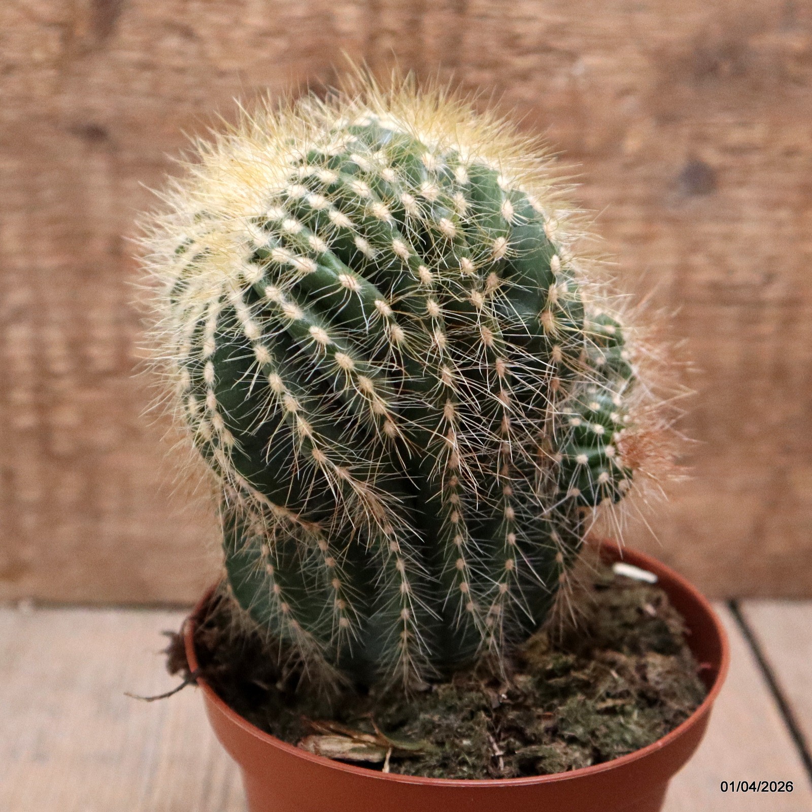 D8131 NOTOCACTUS MAGNIFICUS DICHOTOMIC pot10-H12-W9 cm MaMa Cactus