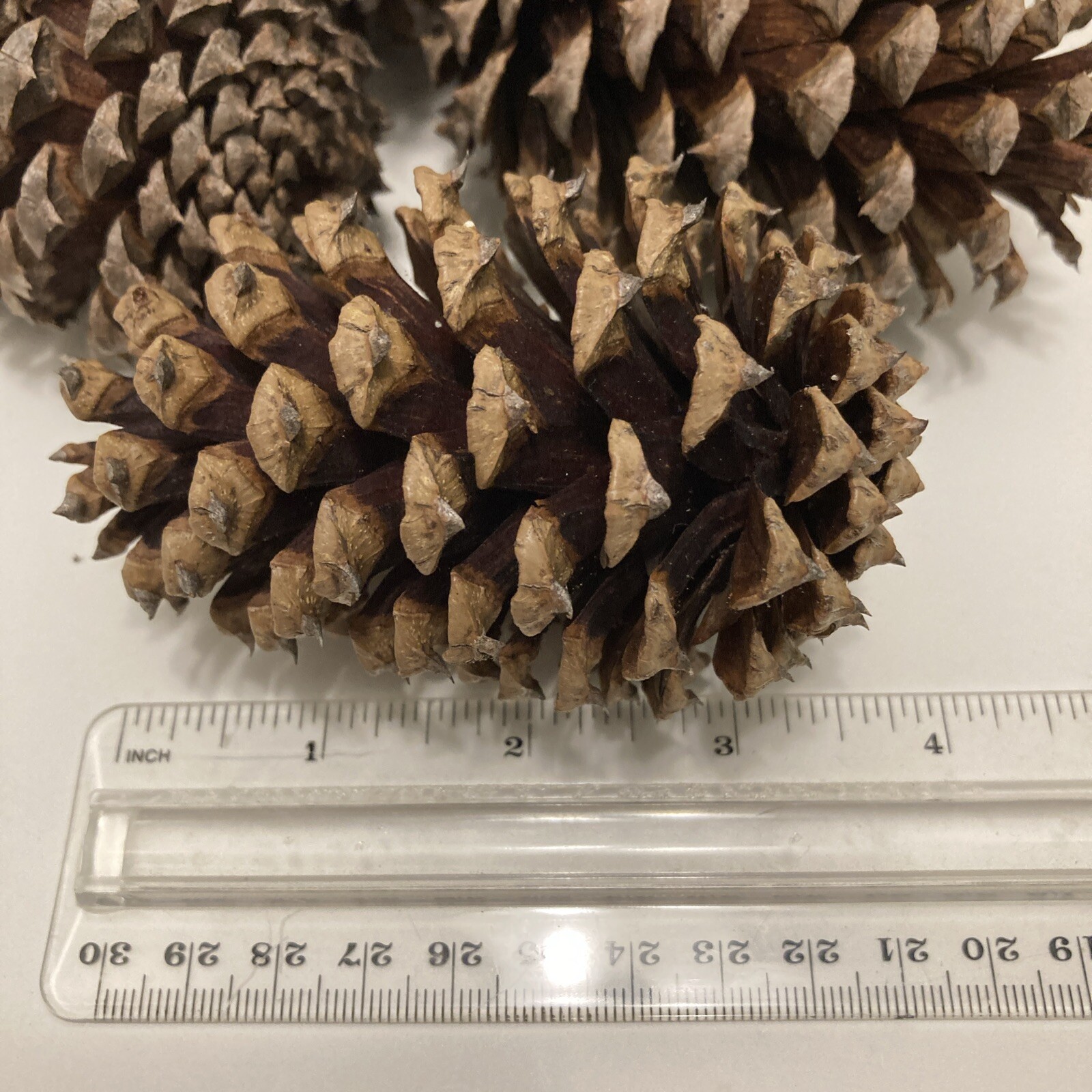 Pine Cones – 20 Freshly-collected in TN – 3 to 4.5 inches long -DECOR Crafts DIY