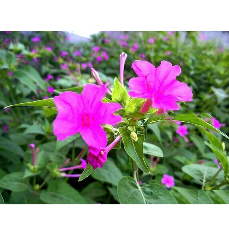 20 Jasmine seeds Fast Growing Non-GMO Fragrant Flower Garden Home