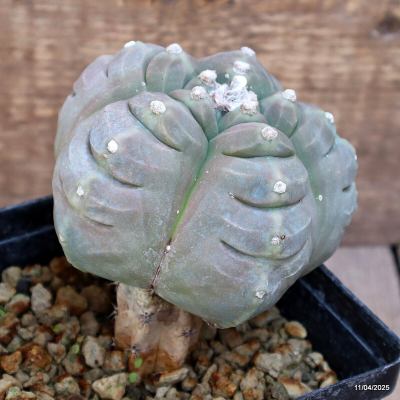 D1280 ASTROPHYTUM MYRIOSTIGMA KIKKO BALL GRAFTED pot12-H12-W11 cm MaMa