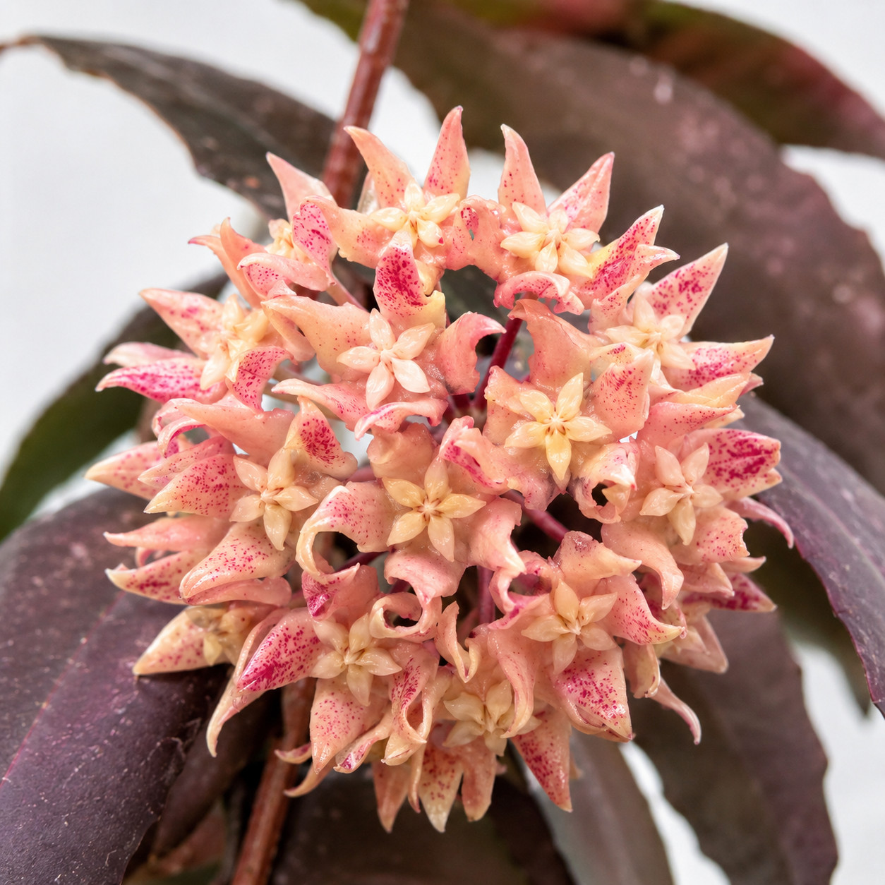 Hoya Undulata Red Rare Variegated, Real Picture, Aroid Houseplant