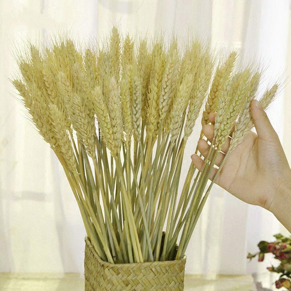 100 Stems Dried Wheat Stalks Natural Wheat Bundle for Home Decor DIY Crafts