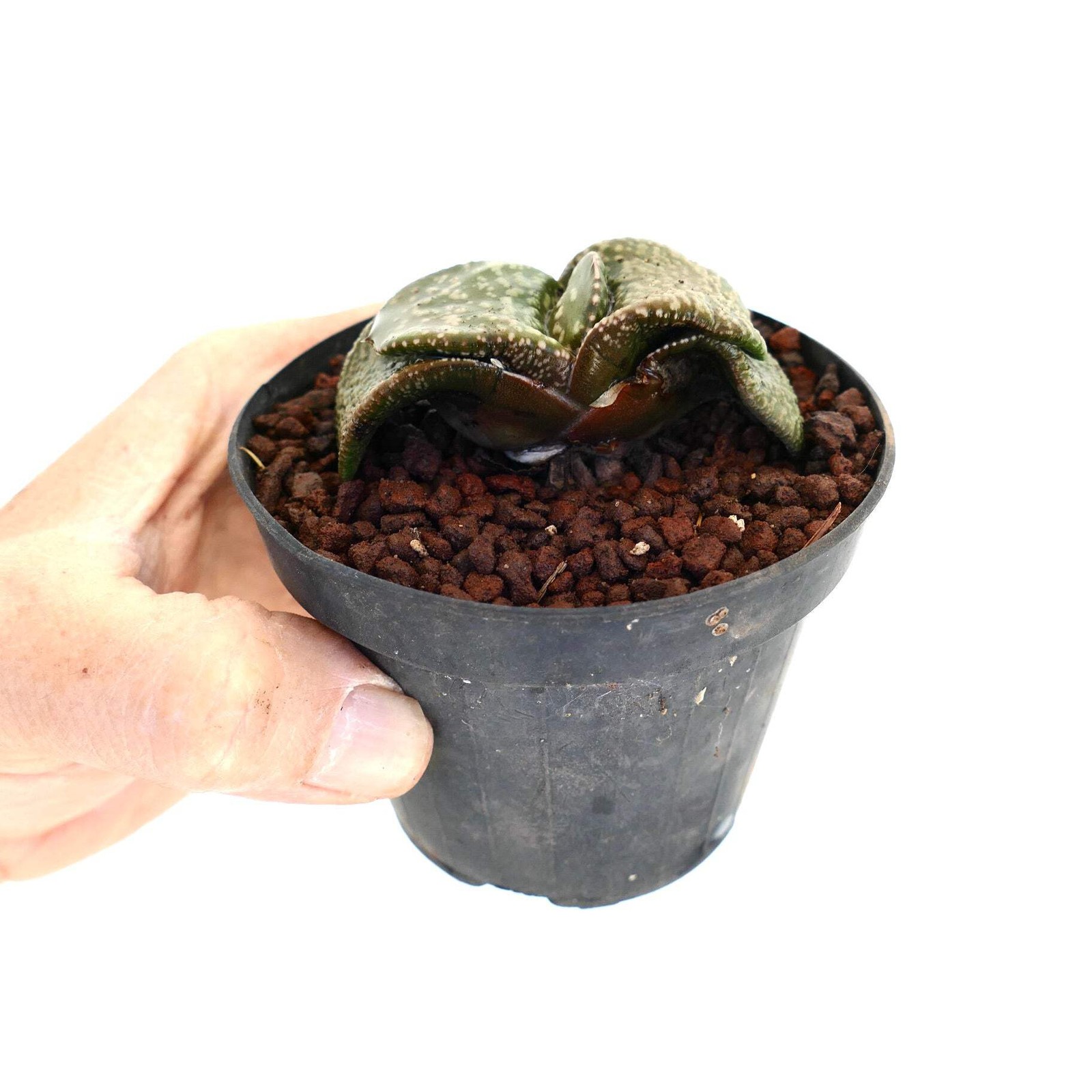 Gastera armstrongii cv ‘Pearl’ SUPER CLONE EX SATO JAPAN – Gasteria | Armstrong’