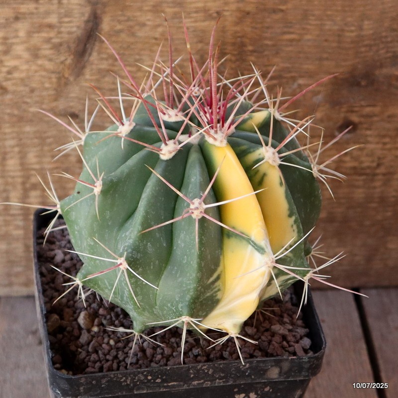 D5210 FEROCACTUS STAINESII VARIEGATED pot12-H12-W13 cm MaMa Cactus