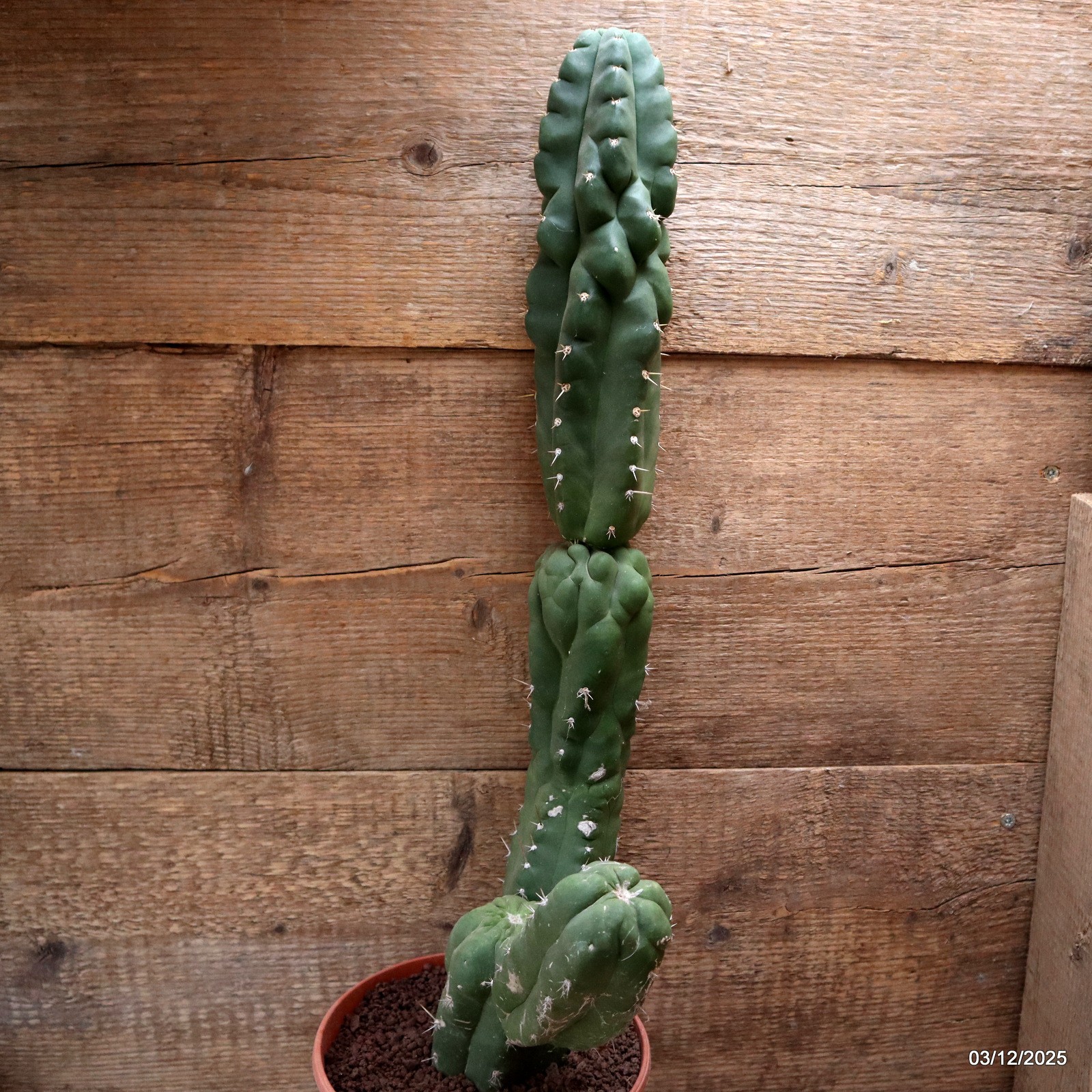 D7692 CEREUS PASA. MONSTER pot17-H55-W21 cm MaMa Cactus