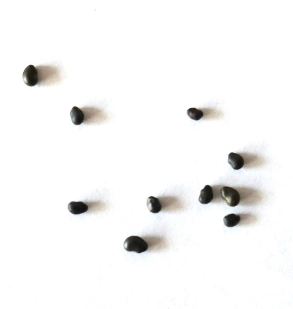 Ferocactus horridus SEEDS – Rare Cactus SEEDS