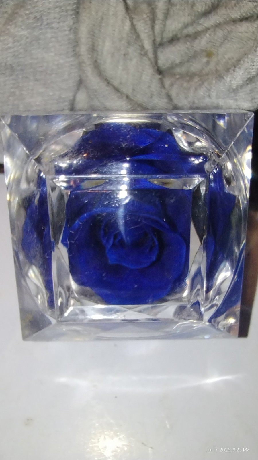 REAL PRESERVED ROSES • SET OF 5 BEAUTIFUL COLORS