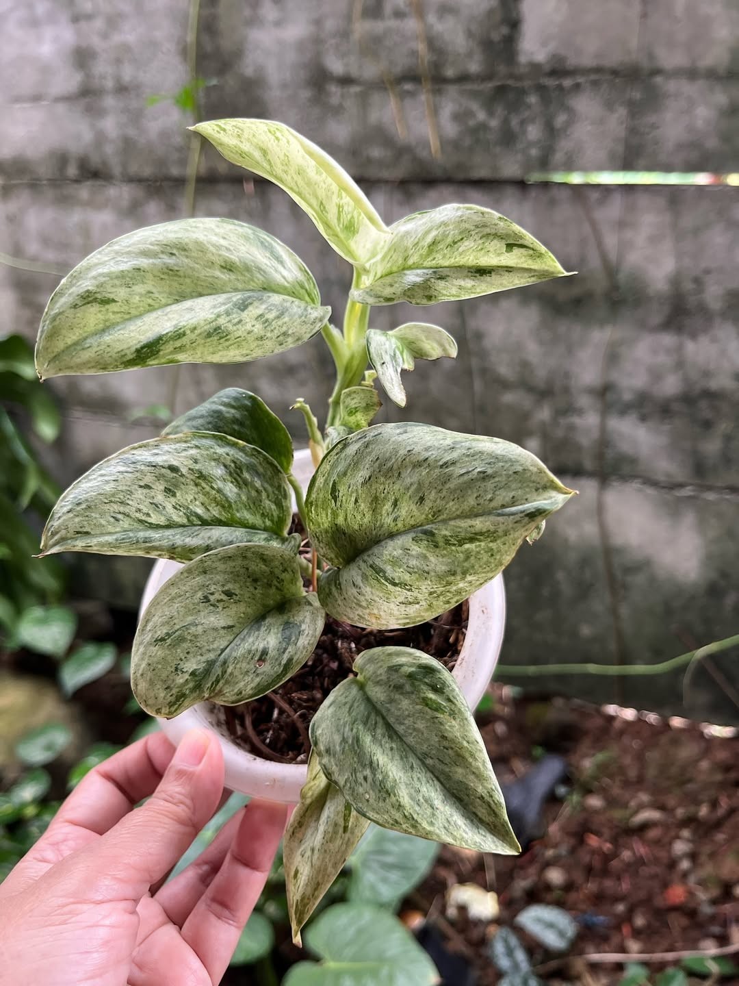 Scindapsus treubii Moonlight Variegated – Rare Silver Variegated Aroid