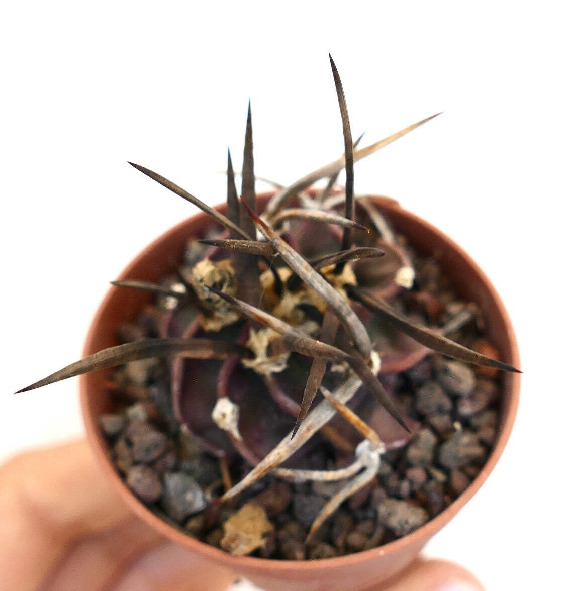 Astrophytum capricorne cv SUPER BUFFALO – Goat’s horn cactus | Star cactus
