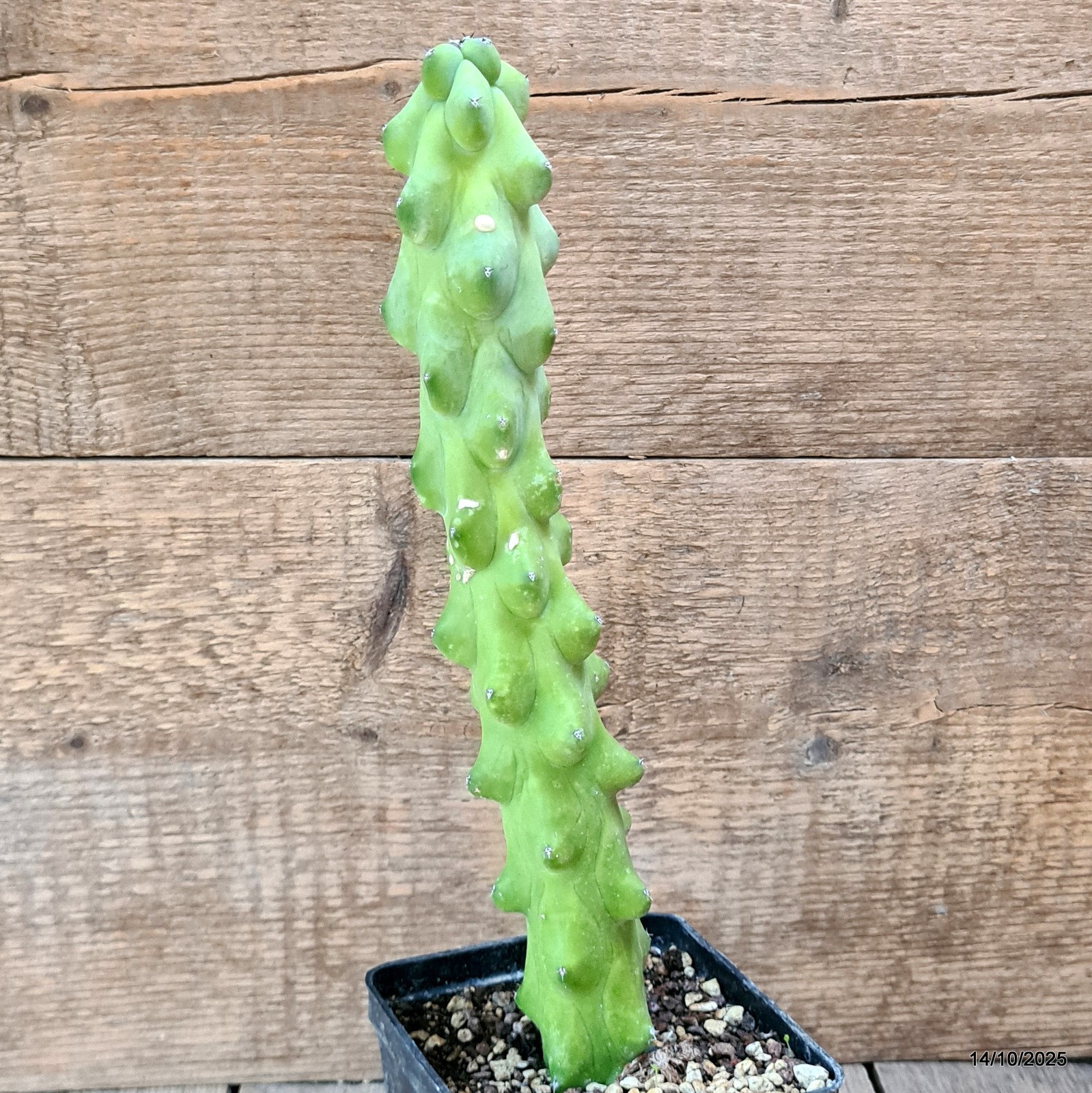 D6992 MYRTILLOCACTUS FUKUROKURIUZINBOKU pot10-H28-W5 cm MaMa Cactus