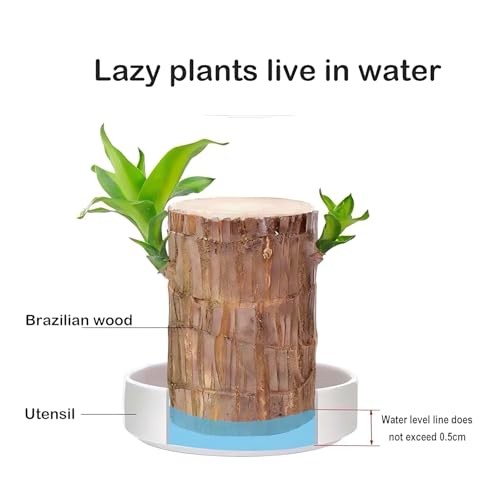 Ceramic Plant Saucer 4” Water Catcher Pot Tray for Brazilian Wood Plant |