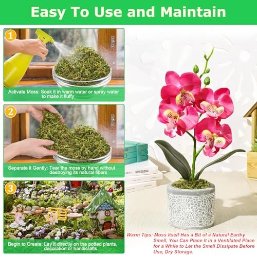 Green Moss for Crafts, Real Forest Moss for Plants Indoor, Table 2.6 LBS