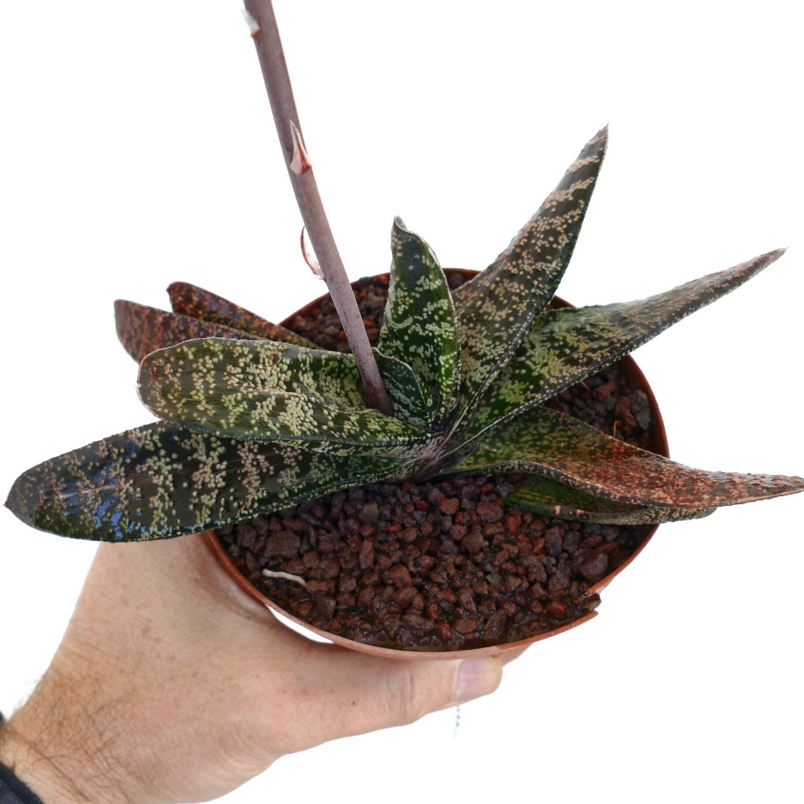 Gasteria batesiana (Limpopo clone) ex Specks Z3 – Ox tongue | Lawyer’s tongue